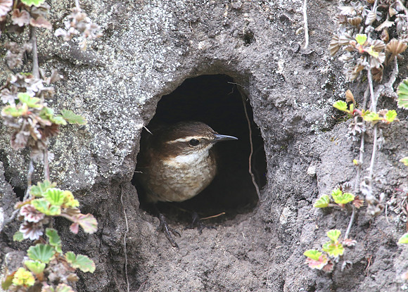 Bar-winged Cinclodes - Antisana Ecological Reserve, Ecuador