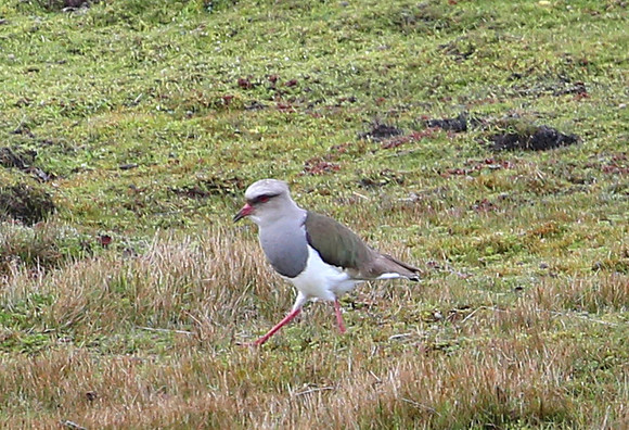 Andean Lapwing - Antisana Ecological Reserve, Ecuador