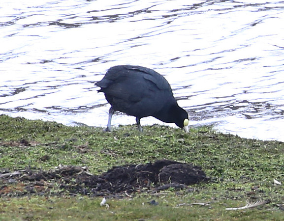 Andean Coot - Antisana Ecological Reserve, Ecuador