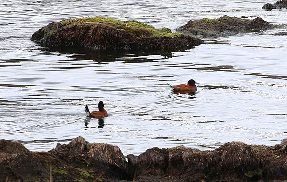 Andean Ruddy-Duck - Antisana Ecological Reserve, Ecuador