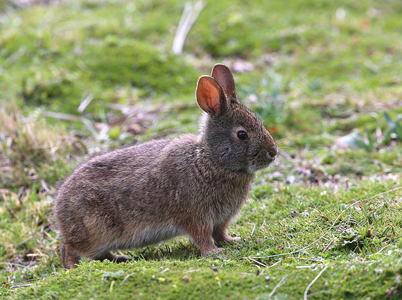 Andean Rabbit - Antisana Ecological Reserve, Ecuador
