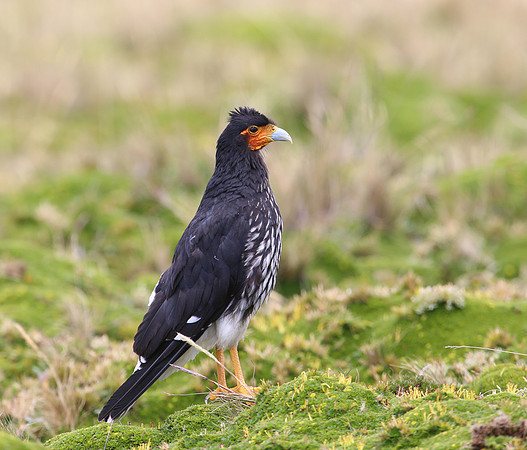 Carunculated Caracara - Antisana Ecological Reserve, Ecuador