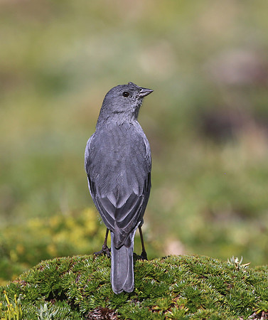 Plumbeous Sierra-Finch - Antisana Ecological Reserve, Ecuador