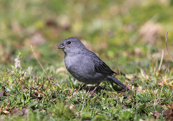 Plumbeous Sierra-Finch - Antisana Ecological Reserve, Ecuador