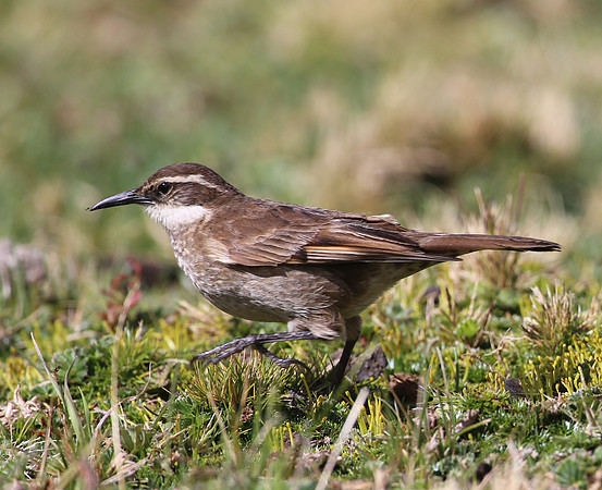 Stout-billed Cinclodes - Antisana Ecological Reserve, Ecuador