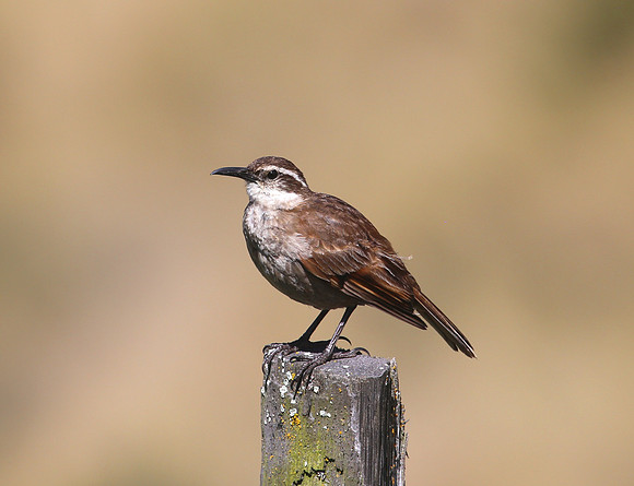 Stout-billed Cinclodes - Antisana Ecological Reserve, Ecuador