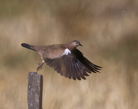 Black-winged Ground-Dove - Antisana Ecological Reserve, Ecuador