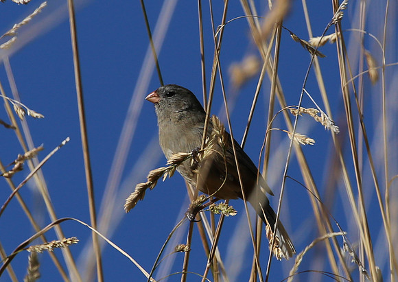 Plain-colored Seadeater - Antisana Ecological Reserve, Ecuador