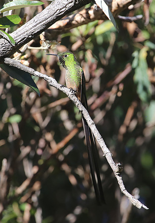Black-tailed Trainbearer - Antisana Ecological Reserve, Ecuador