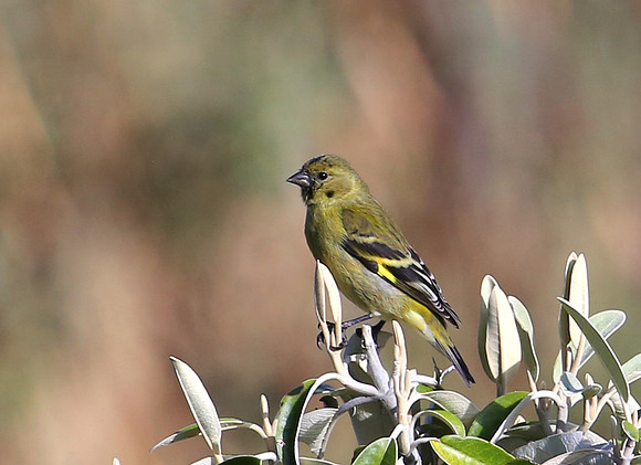 Olivaceous Siskin - Antisana Ecological Reserve, Ecuador