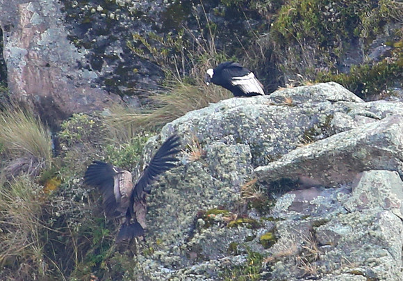 Andean Condor - Antisana Ecological Reserve, Ecuador