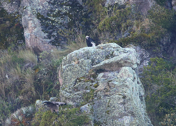 Andean Condor - Antisana Ecological Reserve, Ecuador