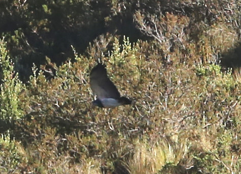 Black-chested Buzzard-Eagle - Antisana Ecological Reserve, Ecuad