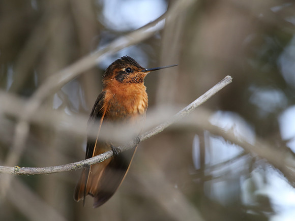 Shining Sunbeam - Antisana Ecological Reserve, Ecuador