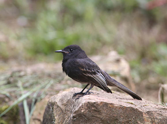 Black Phoebe - Mindo Butterfly Farm,  Ecuador