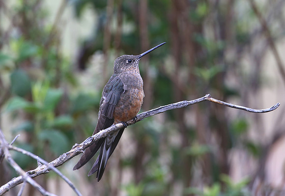 Giant Hummingbird - Las Terrazas de Dana - Mindo, Ecuador