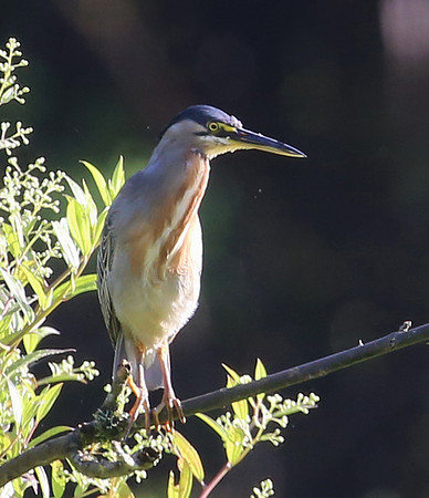Striated Heron - Las Terrazas de Dana - Mindo, Ecuador