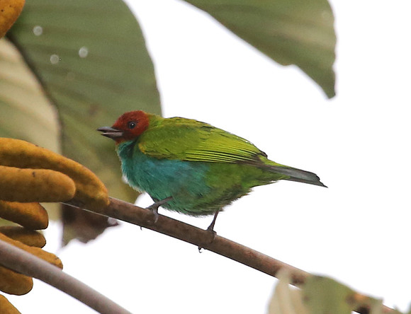 Bay-headed Tanager - Las Terrazas de Dana - Mindo, Ecuador