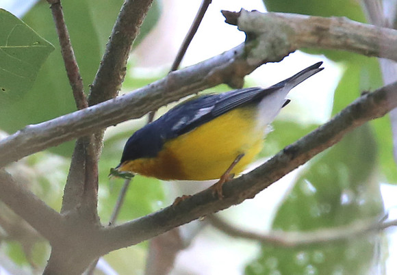 Tropical Parula - Las Terrazas de Dana - Mindo, Ecuador