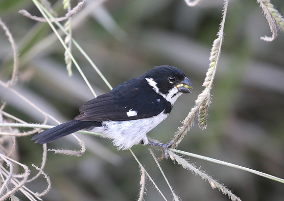 Variable Seadeater - Las Terrazas de Dana - Mindo, Ecuador