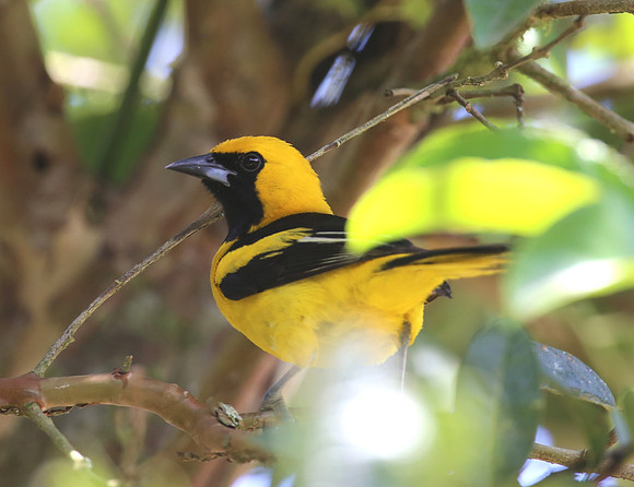 Yellow-tailed Oriole - Las Terrazas de Dana - Mindo, Ecuador