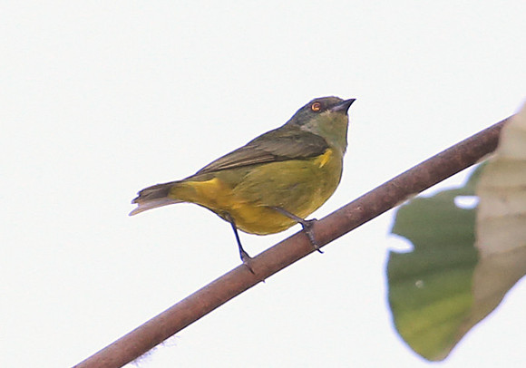 Yellow-tufted Dacnis - Las Terrazas de Dana - Mindo, Ecuador