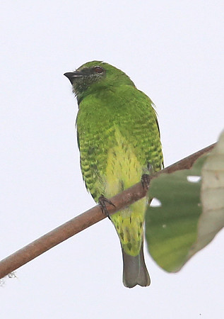 Swallow Tanager - Las Terrazas de Dana - Mindo, Ecuador