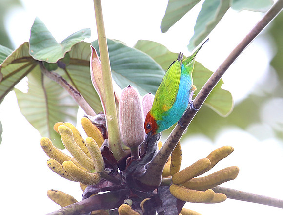 Bay-headed Tanager - Las Terrazas de Dana - Mindo, Ecuador