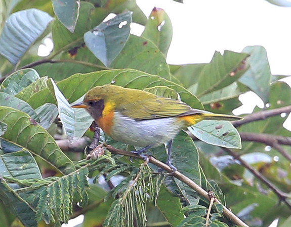 Guira Tanager - Las Terrazas de Dana - Mindo, Ecuador
