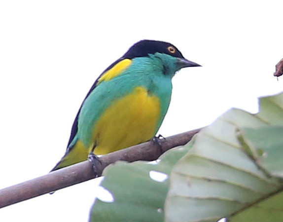 Yellow-tufted Dacnis - Las Terrazas de Dana - Mindo, Ecuador