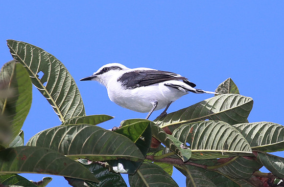 Masked Water-Tyrant - Las Terrazas de Dana - Mindo, Ecuador