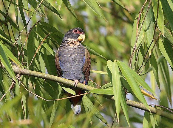 Bronze-winged Parrot - Las Terrazas de Dana - Mindo, Ecuador
