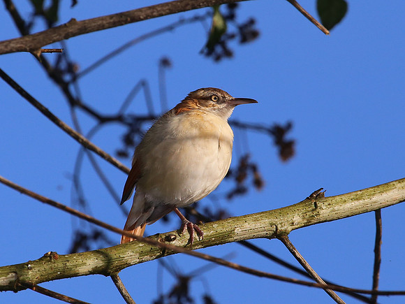 Pacific Hornero - Las Terrazes de Dana - Mindo, Ecuador