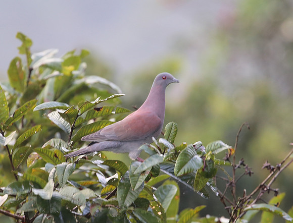 Ruddy Pigeon - Las Terrazes de Dana - Mindo, Ecuador