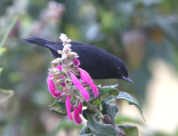 Black Flowerpiercer - Las Terrazas de Dana - Mindo, Ecuador