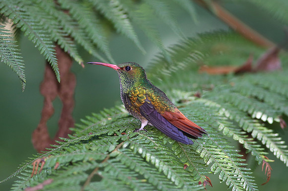Rufous-tailed Hummingbird - Mindo, Ecuador