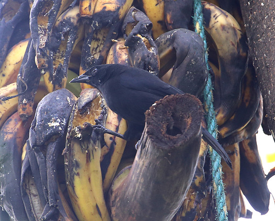 Scrub Blackbird - Mindo, Ecuador