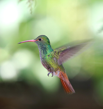 Rufous-tailed Hummingbird - Mindo, Ecuador