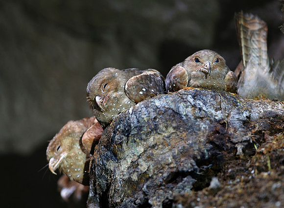Oilbirds - Cueva De Los Tayos, Ecuador