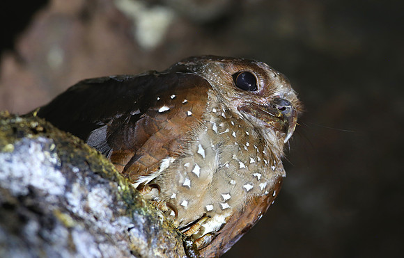 Oilbirds - Cueva De Los Tayos, Ecuador