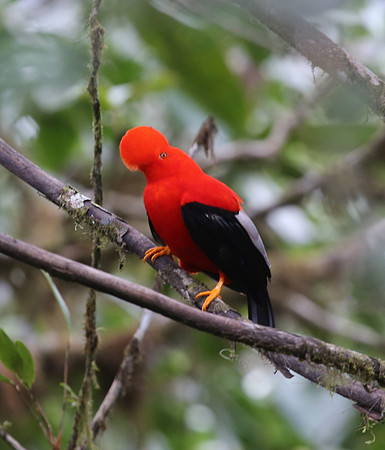 Cock-of-the-rock - Paz de las Aves - Ecuador