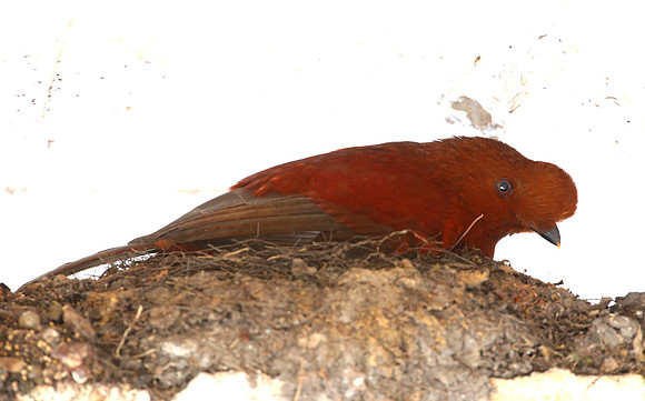 Cock-of-the-rock (female) - Paz de las Aves - Ecuador