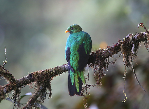 Golden-headed Quetzal - Refugio Paz de las Aves, Ecuador