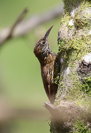 Montane Woodcreeper - Paz de las Aves, Ecuador