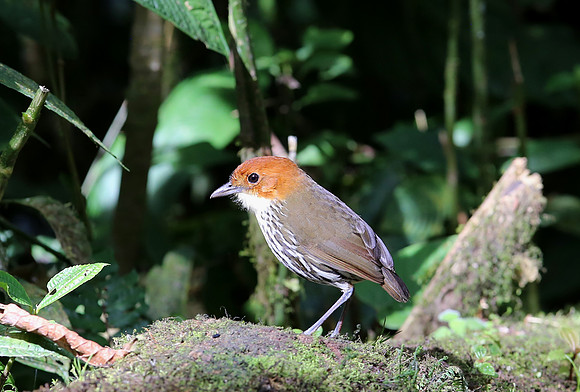 Chestnut-crowned Antpitta - Paz de las Aves, Ecuador