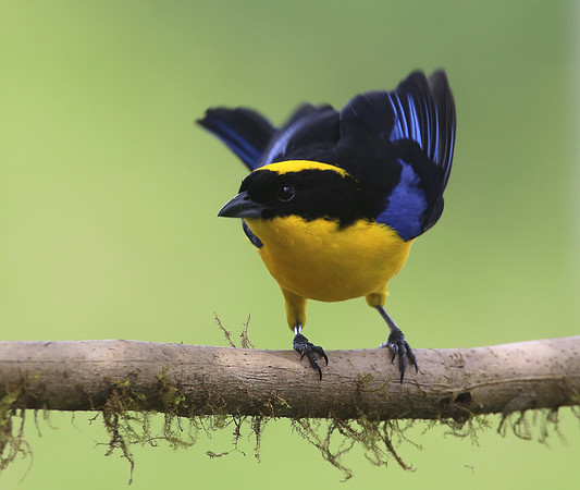 Blue-winged Mountain Tanager - Paz de las Aves, Ecuador