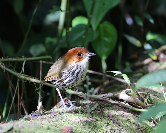 Chestnut-crowned Antpitta - Paz de las Aves, Ecuador