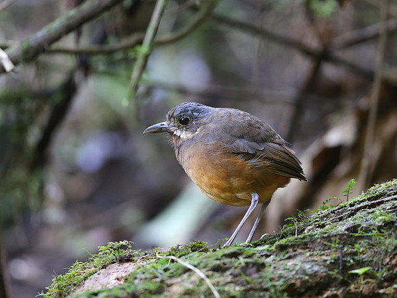 Moustached Antpitta - Paz de las Aves - Ecuador