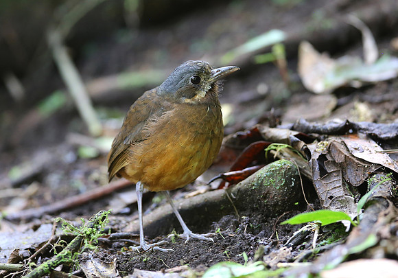 Moustached Antpitta - Paz de las Aves - Ecuador