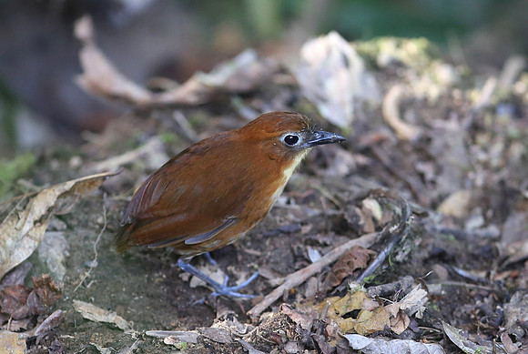 Yellow-breasted Antpitta - Paz de las Aves - Ecuador